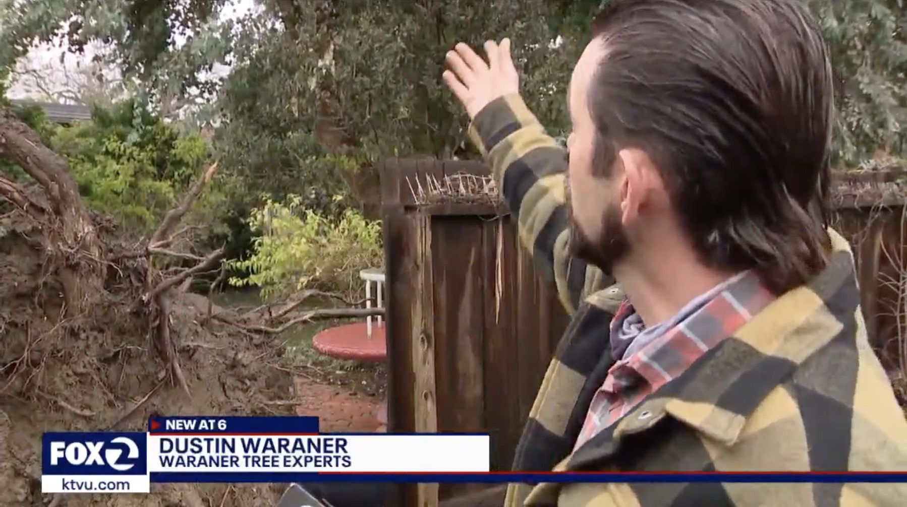 Trees toppled by recent storms keep Bay Area arborists busy